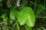 common marsh marigold, کالتا , ‌مرداب جعفری
,marsh marigold
meadow-bright
yellow marsh marigold